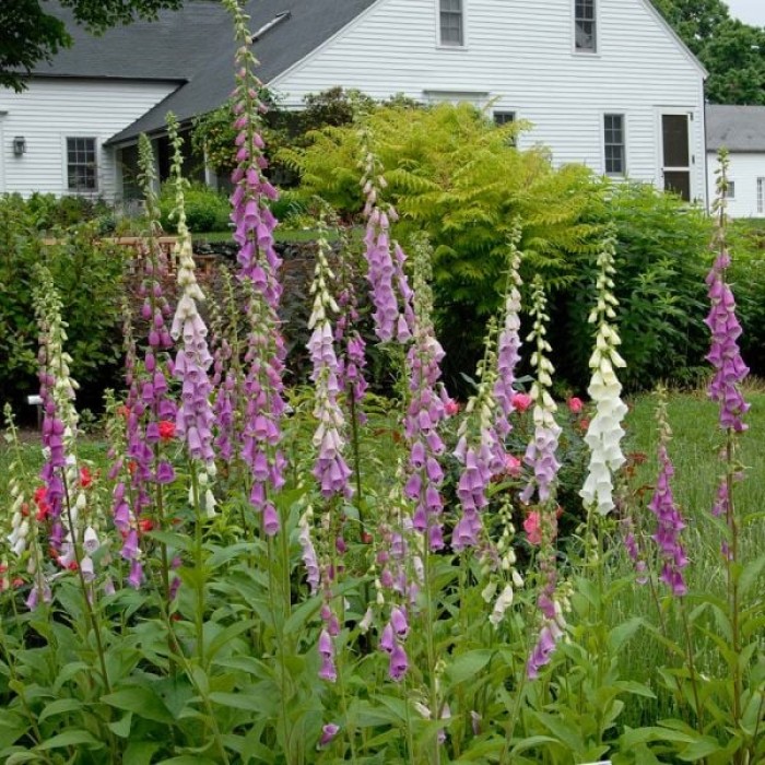 Дигиталис (Напръстник) Микс Digitalis purpurea