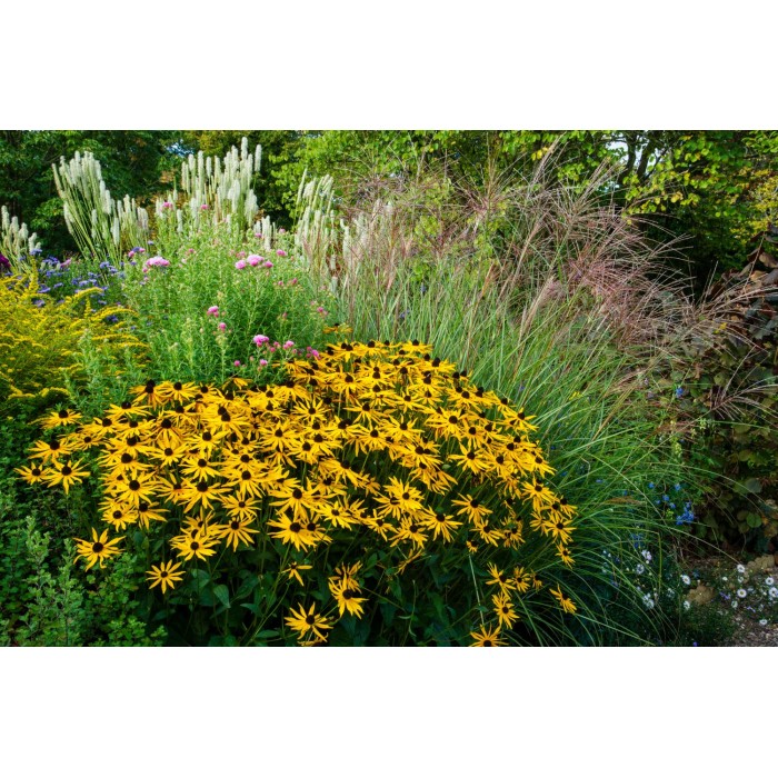 Рудбекия Rudbeckia hirta