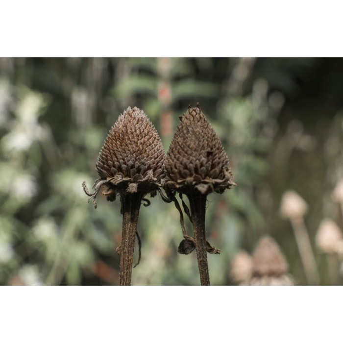 Рудбекия Rudbeckia hirta