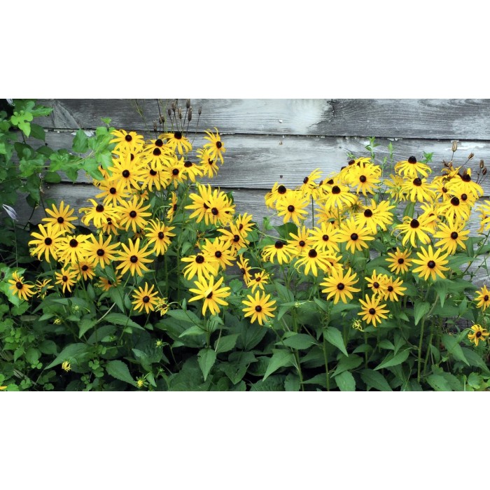 Рудбекия Rudbeckia hirta