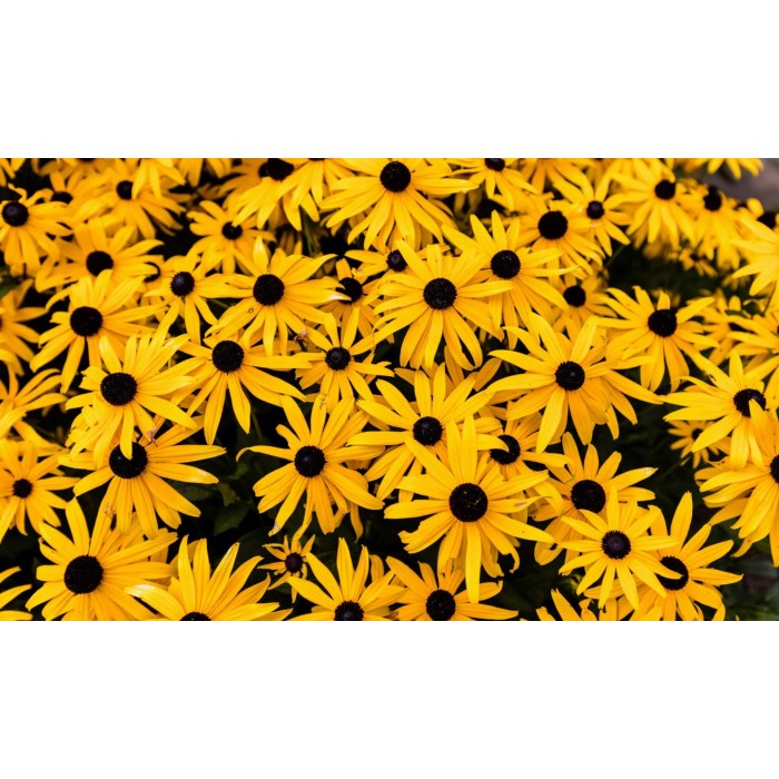 Рудбекия Rudbeckia hirta