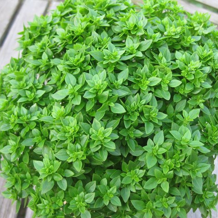 Босилек Дребнолистен Basilico foglia fine verde