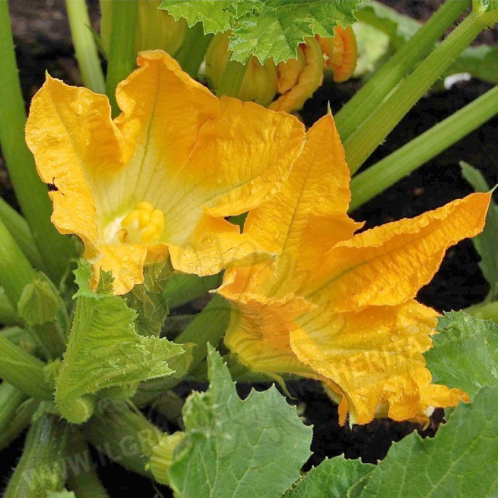 Цветове от Тиквичка Zucchino da Fiore