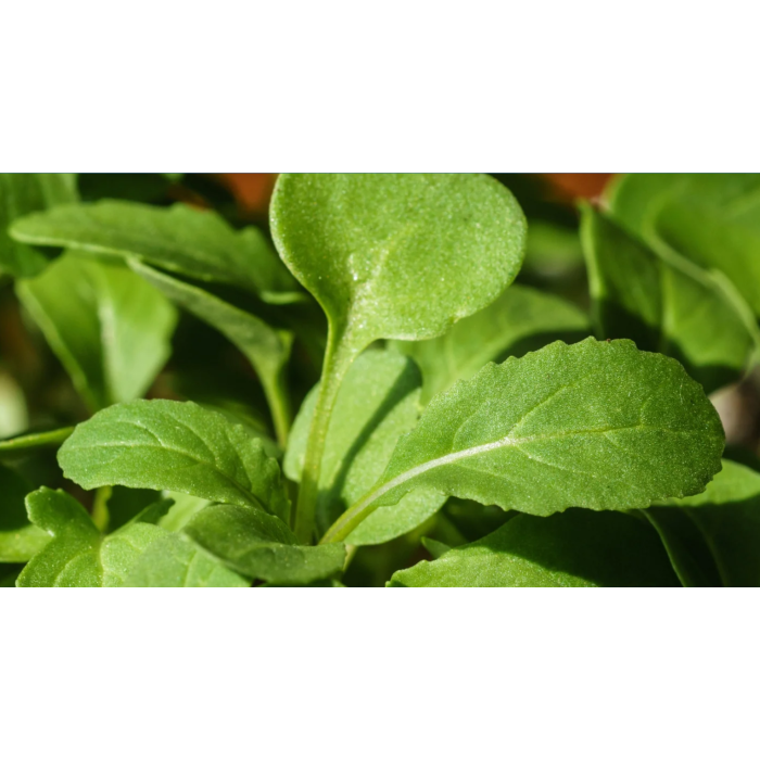 Рукола Rucola Coltivata