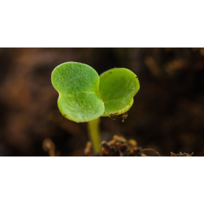 Рукола Rucola Coltivata