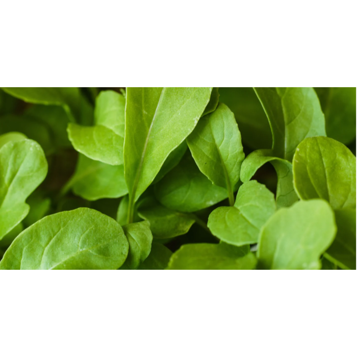 Рукола Rucola Coltivata