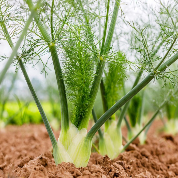 Семена от Див копър (Резене) Foeniculum vulgare