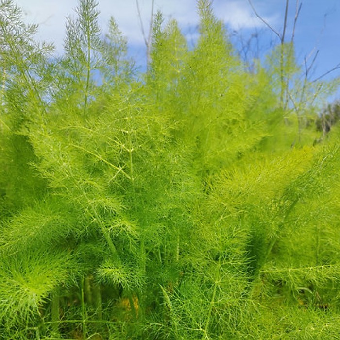 Семена от Див копър (Резене) Foeniculum vulgare