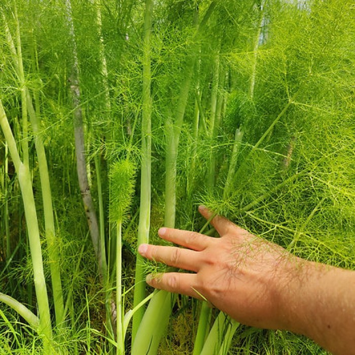Семена от Див копър (Резене) Foeniculum vulgare