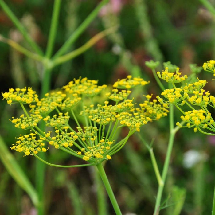 Семена от Див копър (Резене) Foeniculum vulgare
