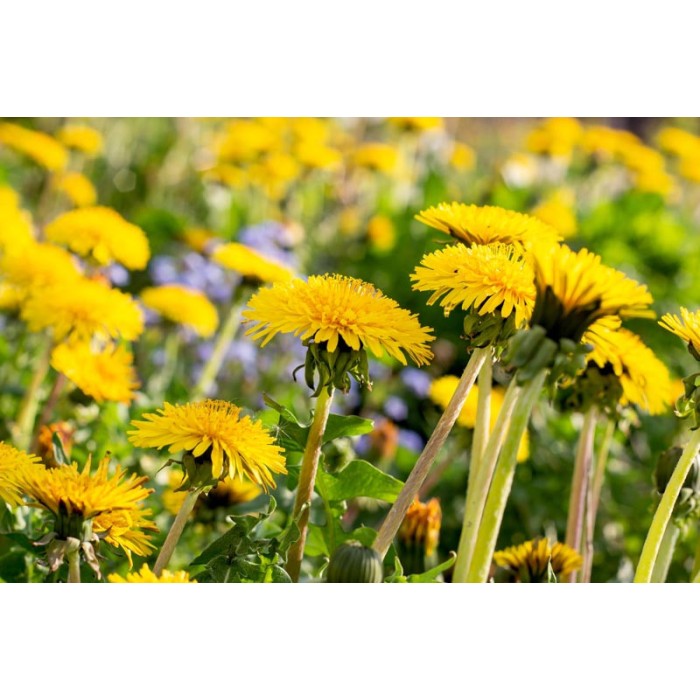 Семена от Глухарче Taraxacum officinalis