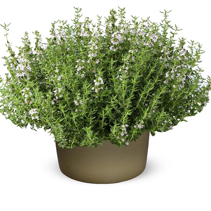 Семена от Мащерка Thymus vulgaris