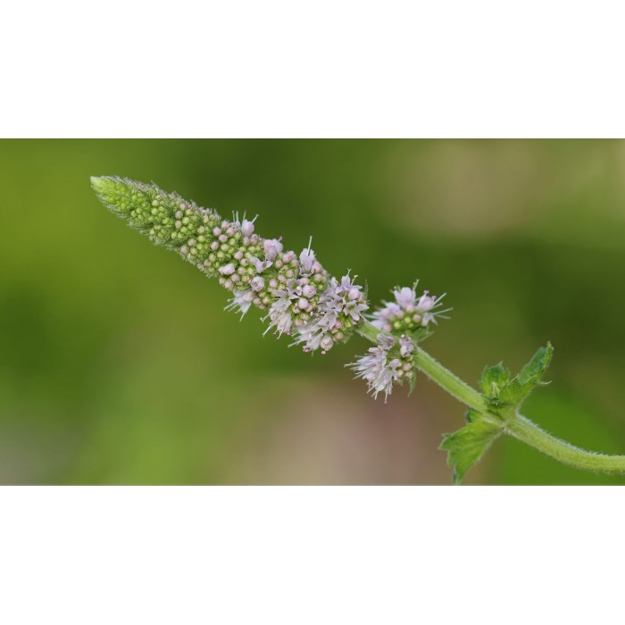 Семена от Мента (Ябълкова) Mentha rotundifolia