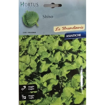 Шисо Зелено (Perilla frutescens var. crispa) – азиатски босилек (перила)