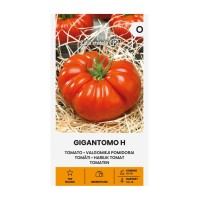 Домат Гигантомо F1 (достига до 1кг) Gigantomo H
