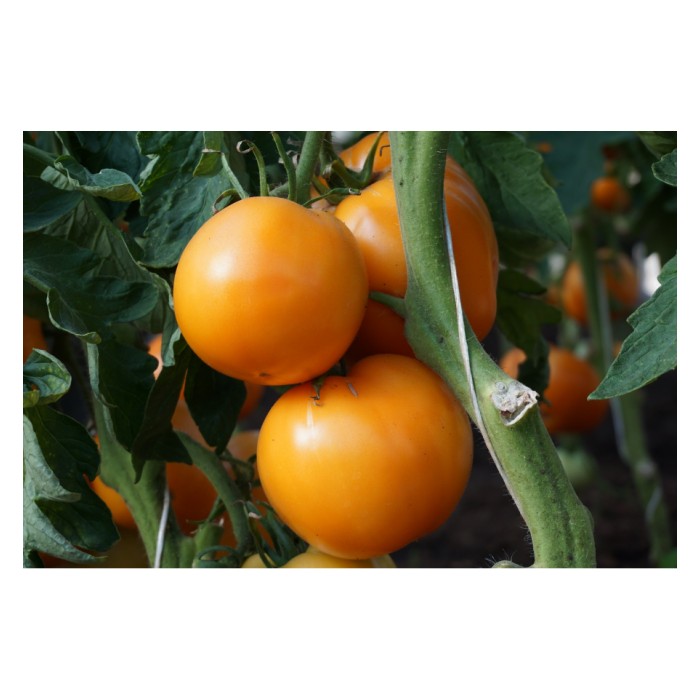 Домат Жантар Jantar