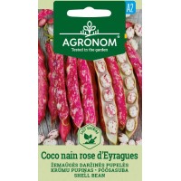 Фасул за зрял Коко Розе Coco Nain Rose Deyragues (храстовиден с шарено розово–бяло зърно)