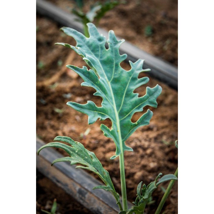 Кейл (Къдраво зеле) Fizz Brassica oleracea