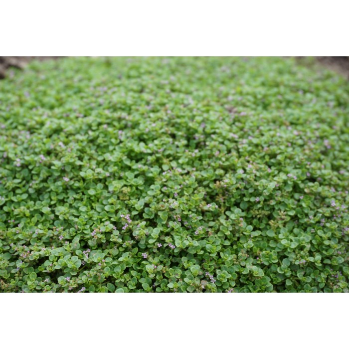 Мента Корсиканска Мини Mentha requienii