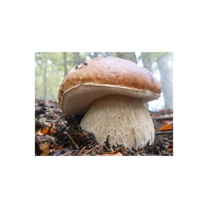 Мицел за Манатарка (Boletus edulis)
