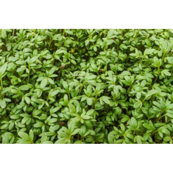 Органик семена Микро Крес Калигола Lepidium sativum L - Urban garden