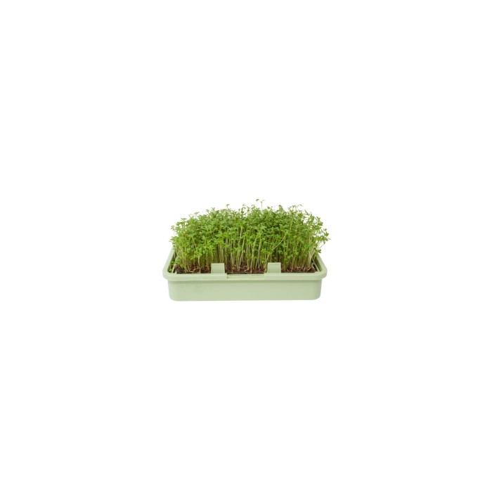 Органик семена Микро Крес Калигола Lepidium sativum L - Urban garden