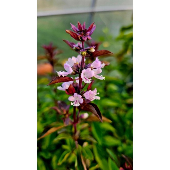 Босилек Тайландски Кули Ocimum basilicum