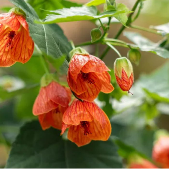 Семена за Абутилон (Стаен клен) Abutilon hybridum