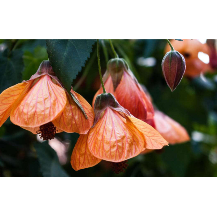 Семена за Абутилон (Стаен клен) Abutilon hybridum