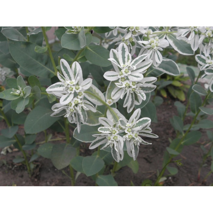 Еуфорбия Euphorbia marginata