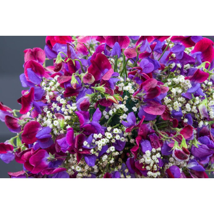Гипсофила Gypsophila paniculata