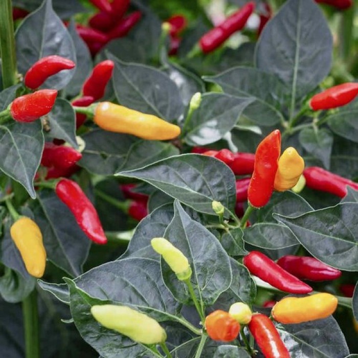 Люти чушки Табаско Tabasco