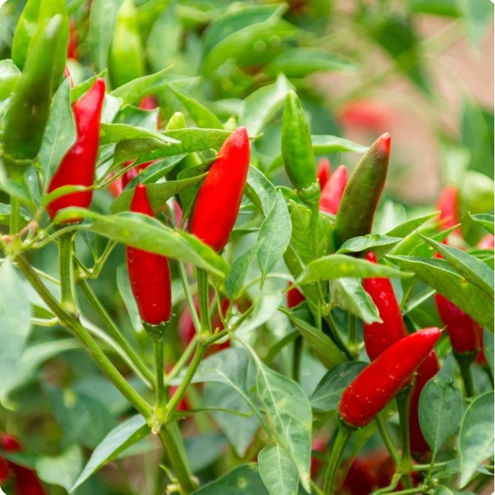 Люти чушки Табаско Tabasco
