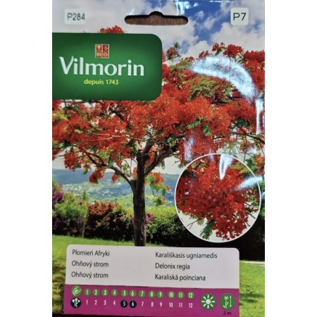 Огнено дърво Delonix regia