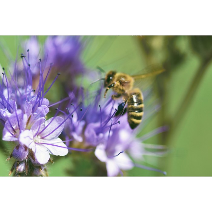 Фацелия Phacelia tanacetifolia
