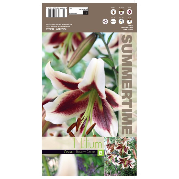 Лилиум Мечтата на Бевърли Lilium Beverly dream - 1 бр луковица