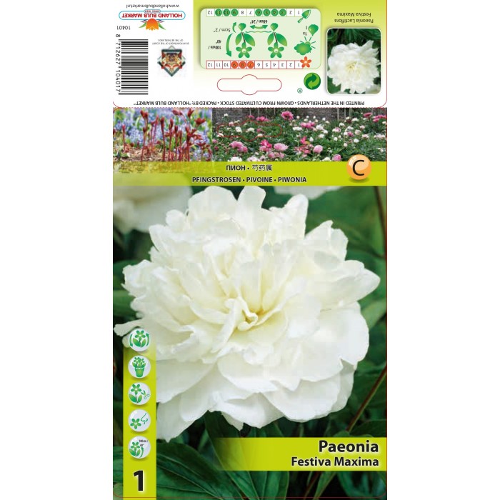 Божур Бял Фестива Максима Paeonia Festiva Maxima (Paeonia lactiflora) - 1 бр луковицa