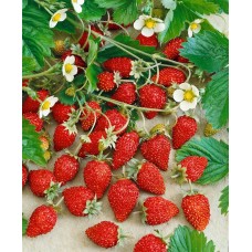 Ягоди в саксия сорт Александрия Fragaria vesca Alexandria