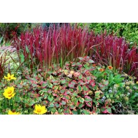 Многогодишна декоративна трева Imperata cylindrica Red Baron