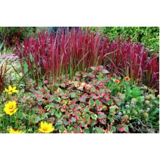 Многогодишна декоративна трева Imperata cylindrica Red Baron