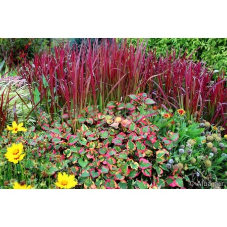 Многогодишна декоративна трева Imperata cylindrica Red Baron