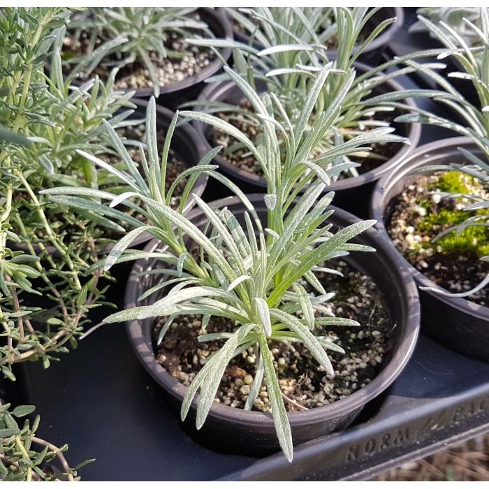 Разсад Къри Helichrysum italicum
