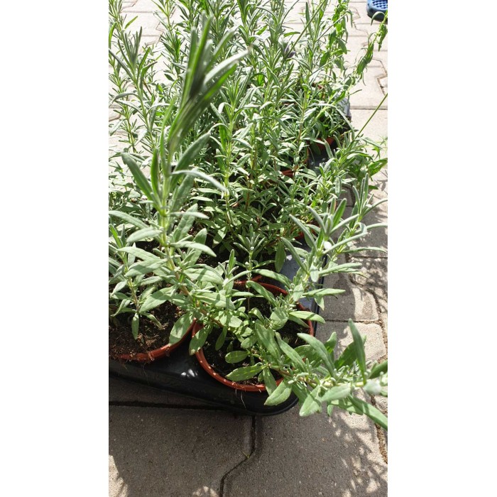 Разсад Лавандула (пред цъфтеж) Lavandula angustifolia Hidcote Blue