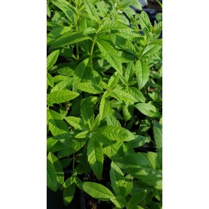 Разсад Лимонова върбинка (Алойзия) Aloysia citriodora
