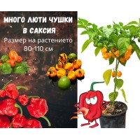 Много люти чушки в саксия (различни видове, височина 80-110 см) Hot peppers in pot