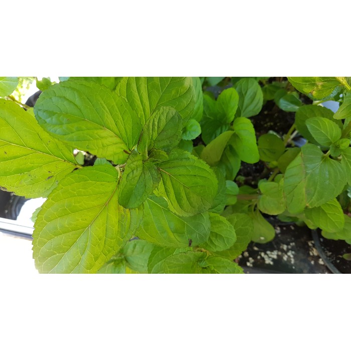 Разсад Мента с аромат на Портокал Mentha × piperita f citrata Orange