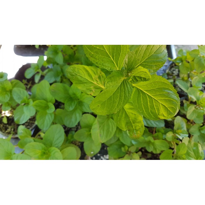 Разсад Мента с аромат на Портокал Mentha × piperita f citrata Orange