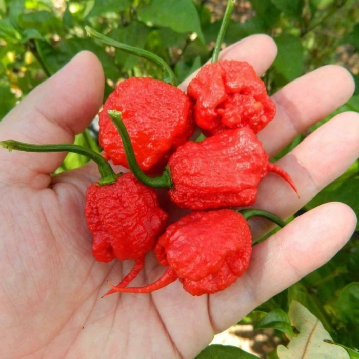 Много люти чушки в саксия (различни видове, височина 80-110 см) Hot peppers in pot