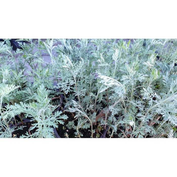 Разсад Сладък Пелин Artemisia annua - билката която мори РАКА