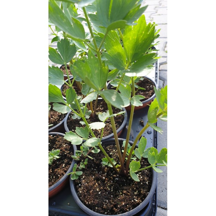 Разсад Девесил Levisticum officinale